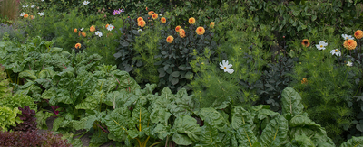 Companion Planting: Breaking down the concept of companion planting and identifying which plants benefit others and why