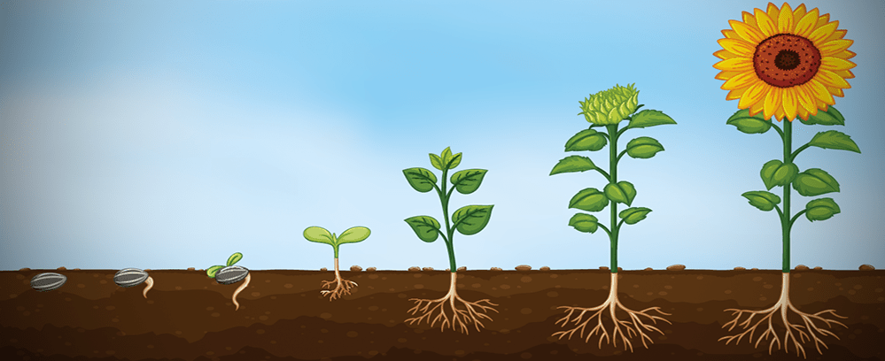 growth mindset plant Growth Mindset Posters
