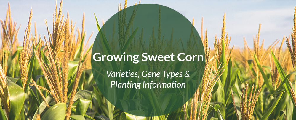 Growing Sweet Corn: Varieties, Gene Types and Planting Information