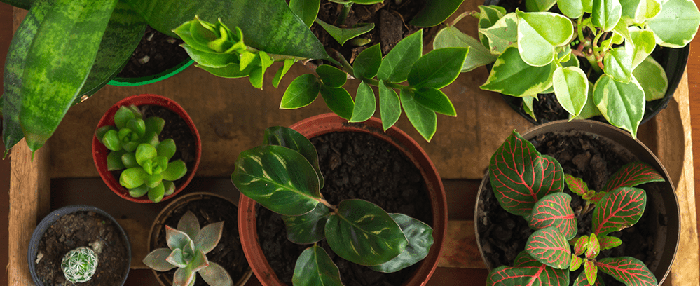 stand planter indoor Large Pallas Planter