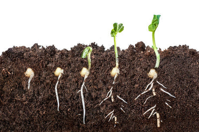 How a Plant is Grown from Seed
