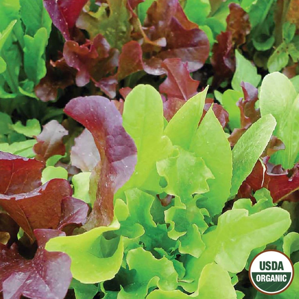 Lettuce, Gourmet Blend Organic Seeds, 1.2g - Ferry - Morse