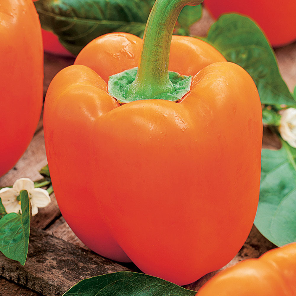A ripe orange bell pepper with a green stem, surrounded by leaves and other peppers in the background.