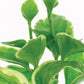 Vinca Minor Bowles Plantlings Plus Live Baby Plants 4in. Pot, 2-Pack