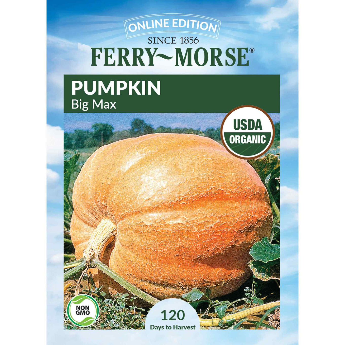 Ferry-Morse pumpkin big max seed packet