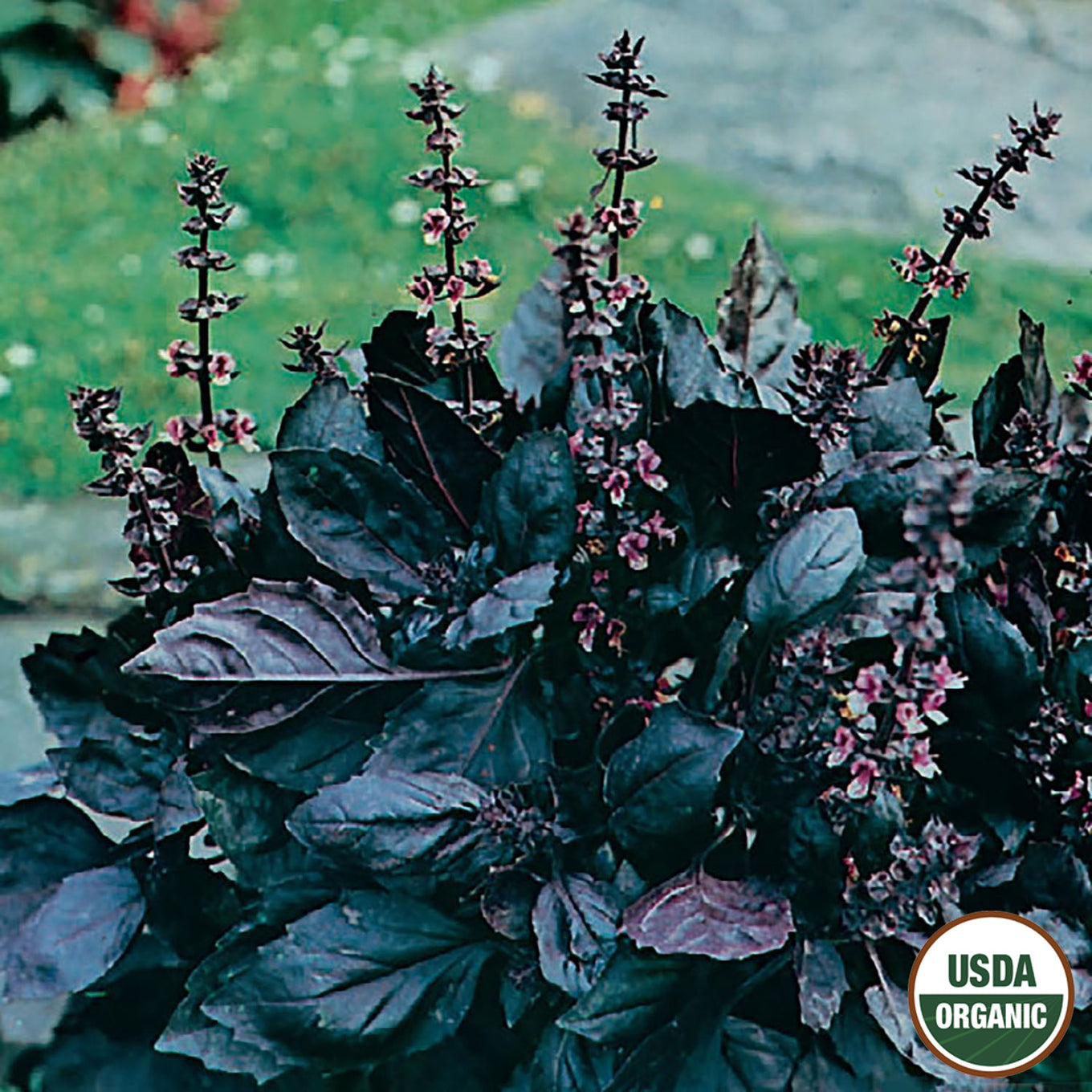 A cluster of Dark Opal basil with deep purple leaves and flowering spikes, in an outdoor setting.