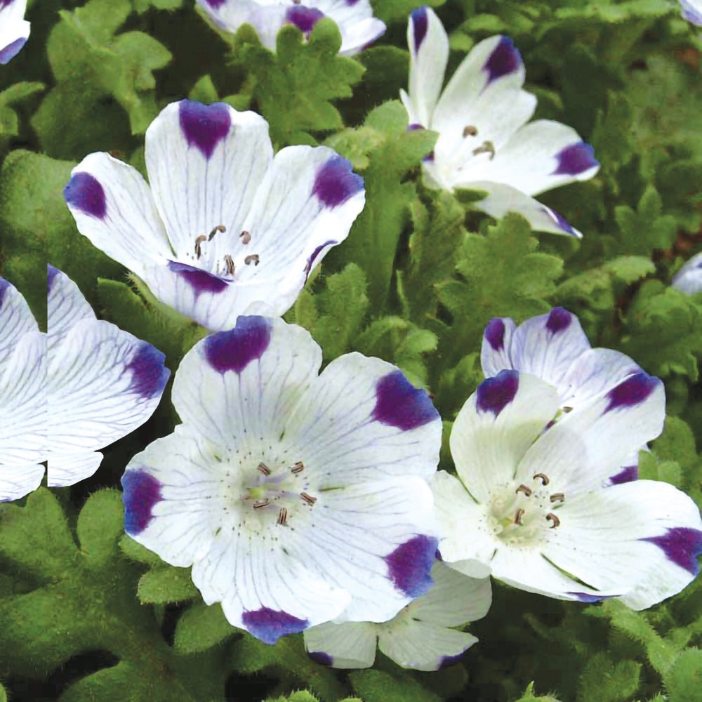 nemophila flower seeds Ferry-Morse Online Edition 900mg Five Spot Nemophila Maculata Seeds