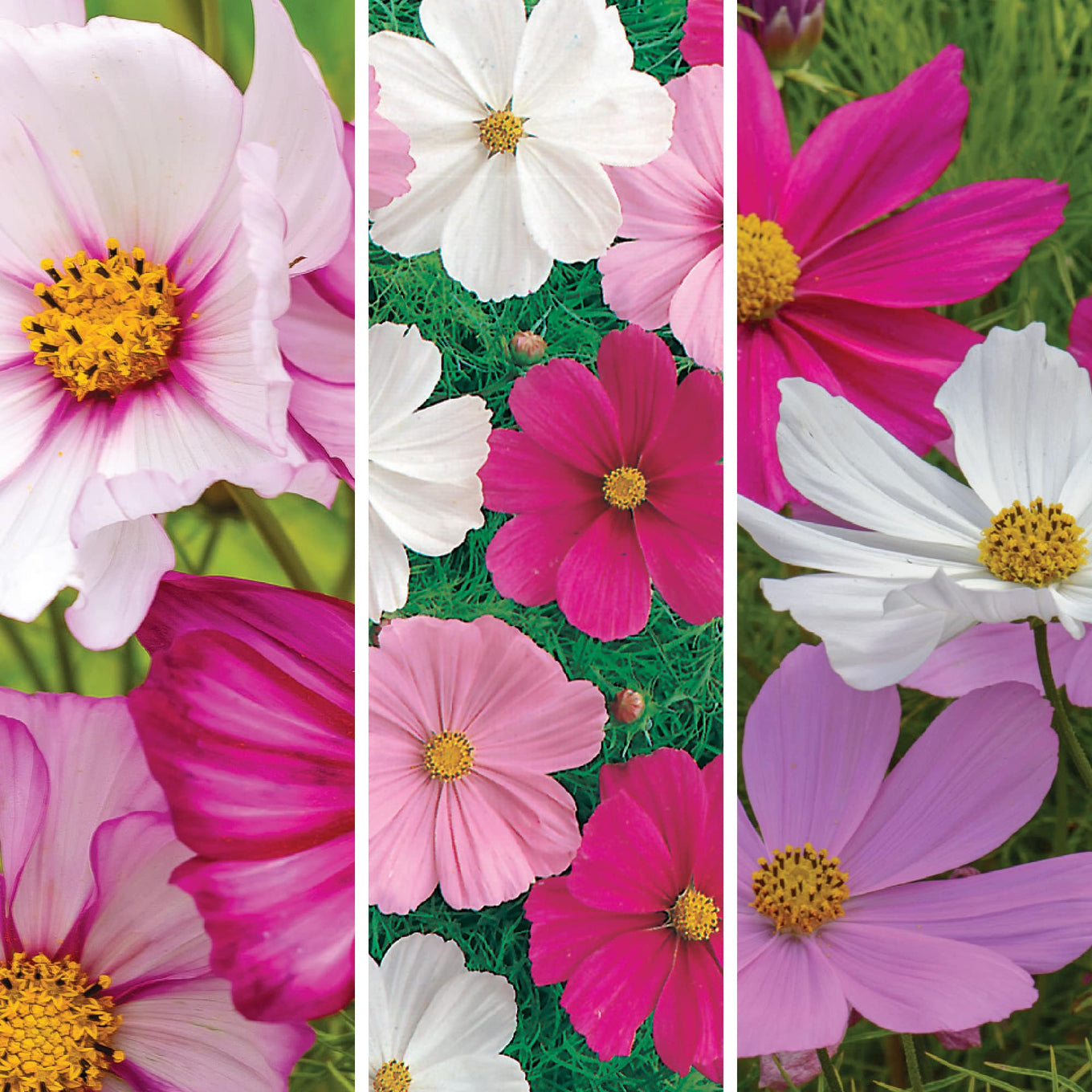 Collage of pink, white, and magenta cosmos flowers on a green background