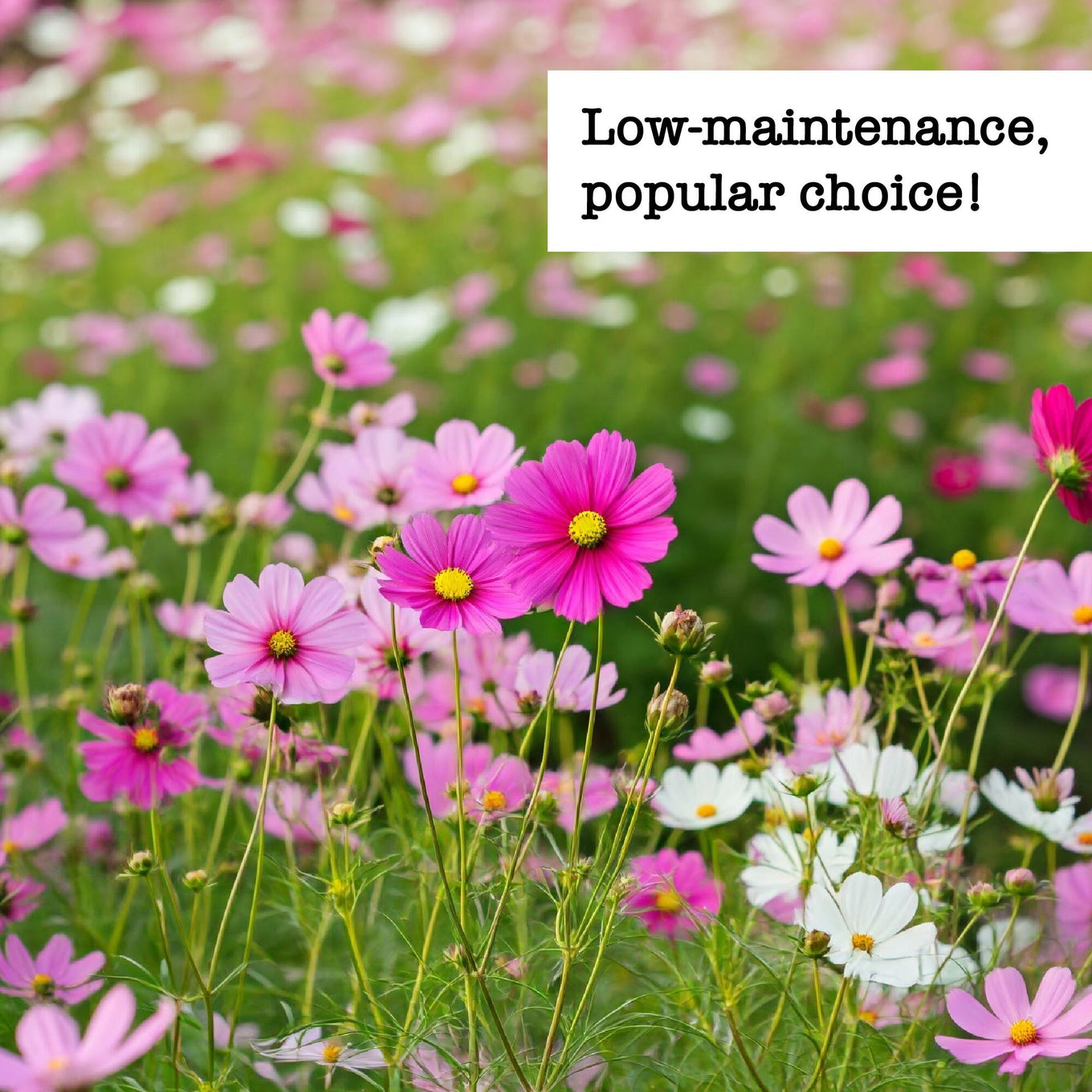 Field of pink and white flowers with text 'Low-maintenance, popular choice!'