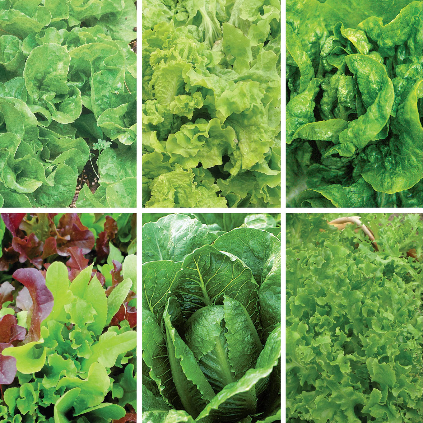 six varieties of lettuce in grid