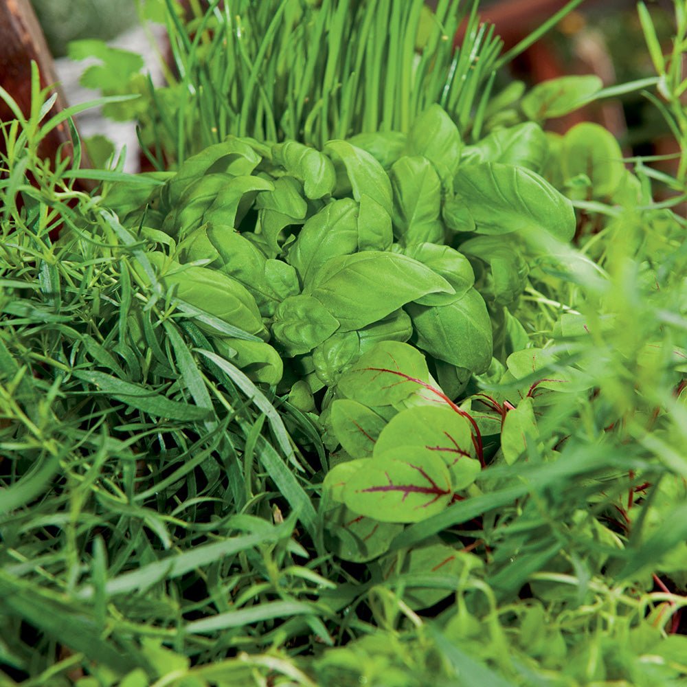 salad garden seeds Ferry-Morse Italian Salad Blend Seeds 1.8 Gram(s)