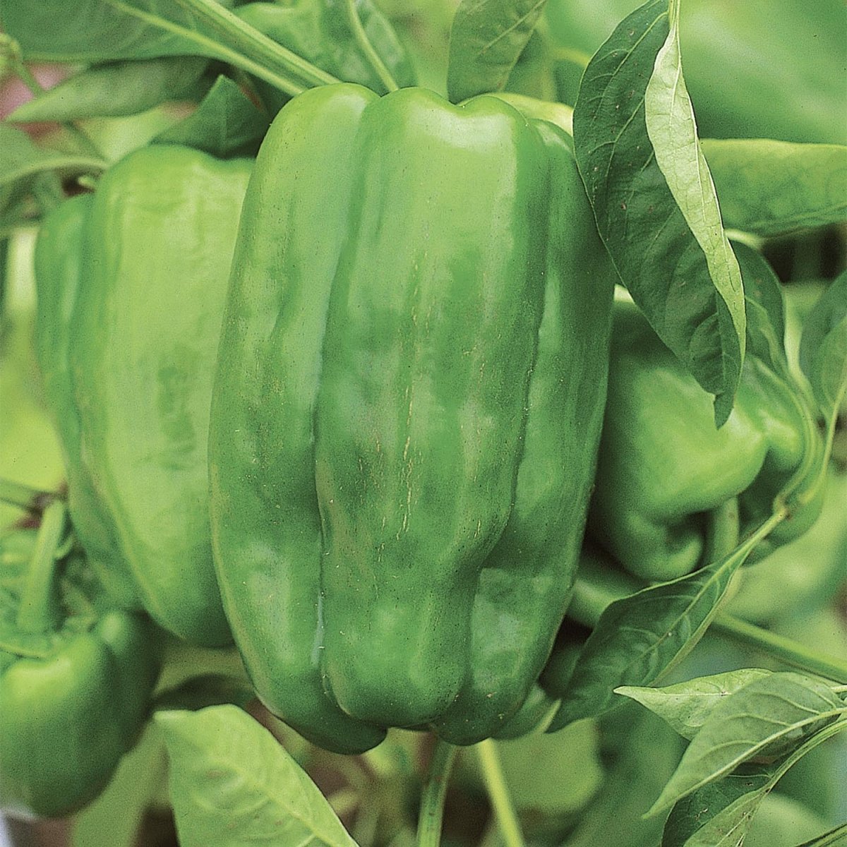 bell pepper plants from seeds Pepper, Garden Leader Monster Bell Seeds, 200mg