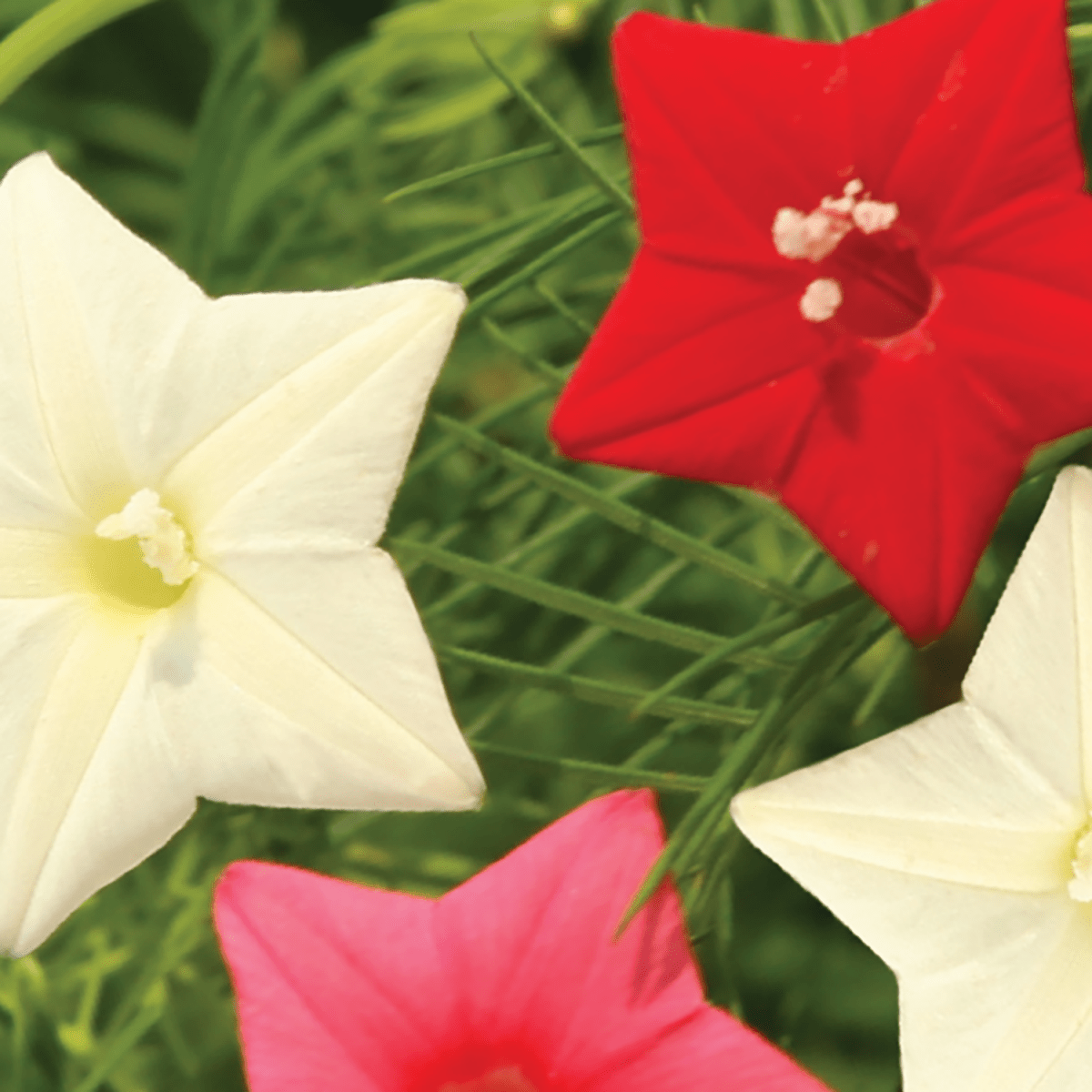 Cypress Vine Mixed Colors Seeds | Decorative Vines | Climbing
