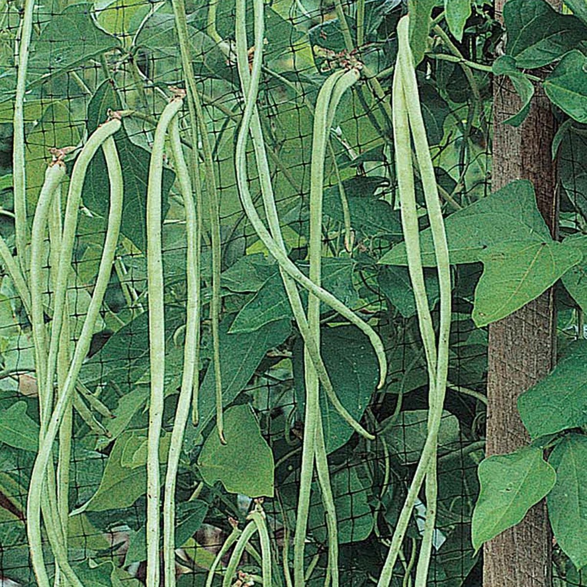 Ferry-Morse Online Edition 7.4g Asparagus Beans Bush Yard Long Seeds