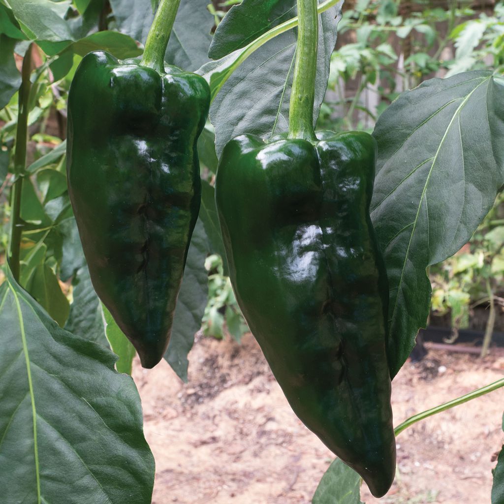 Two green poblano peppers hanging from a plant with leaves in the background.