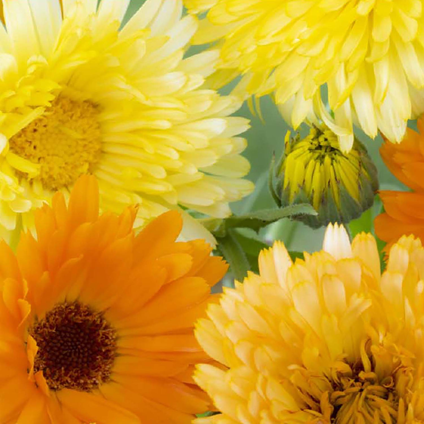 Close-up image of Calendula flowers with a range of yellow and orange petals.