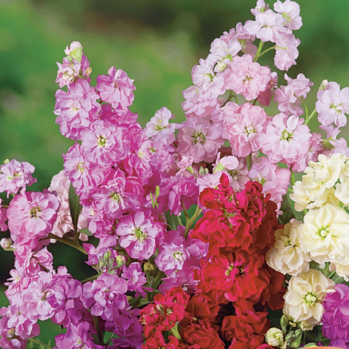moripooh_feris Giant Imperial Mixed Larkspur Colors | Cutting Garden Flowers