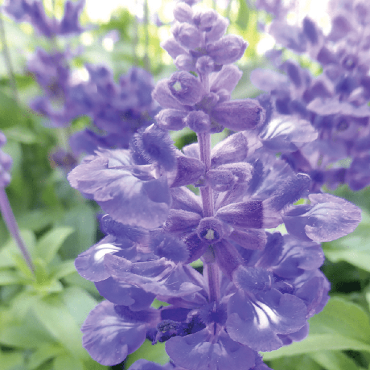 lavender sage seeds Ferry-Morse Salvia Seeds (200 mg)