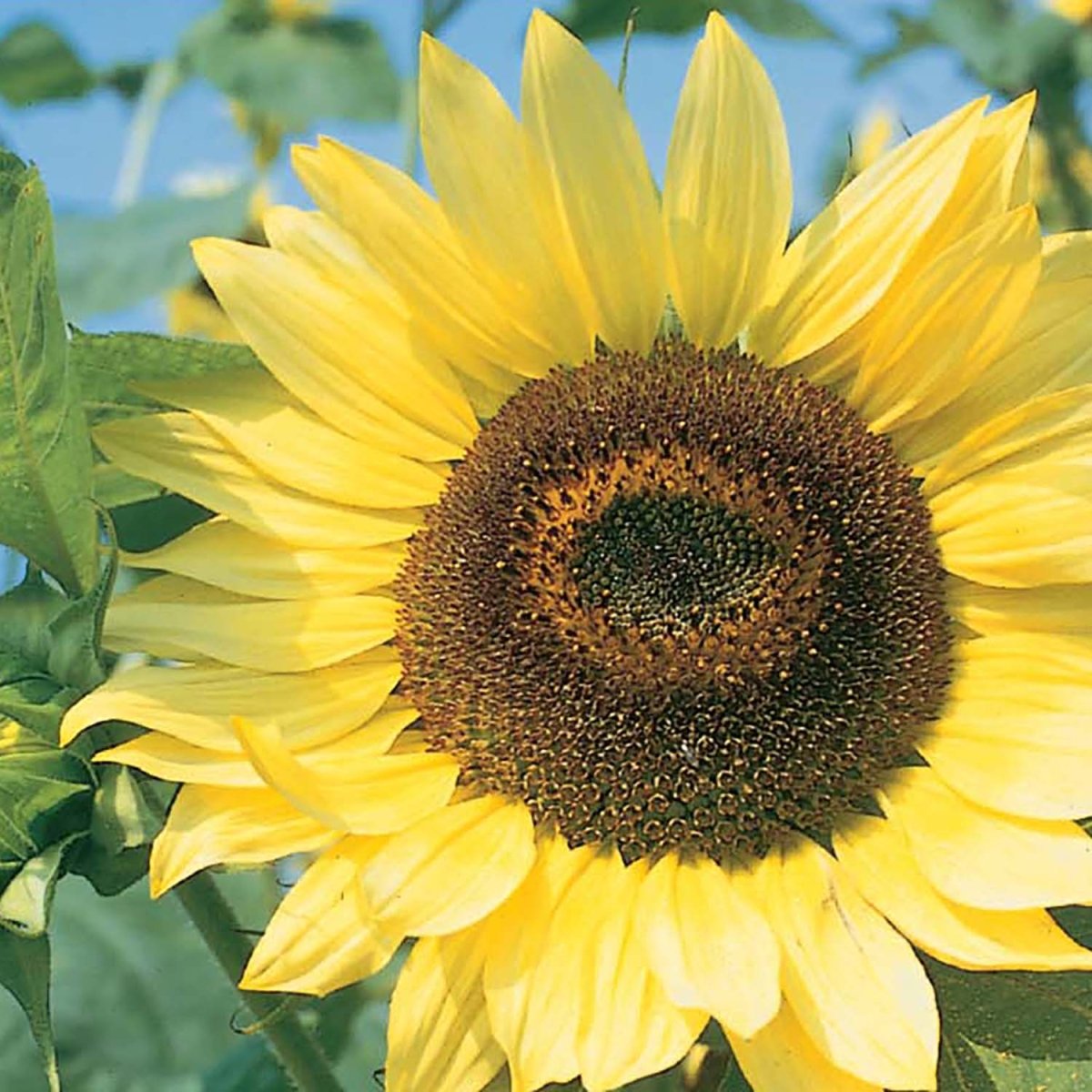 Sunflower, Lemon Queen Seeds | Pollinator-Friendly | Garden