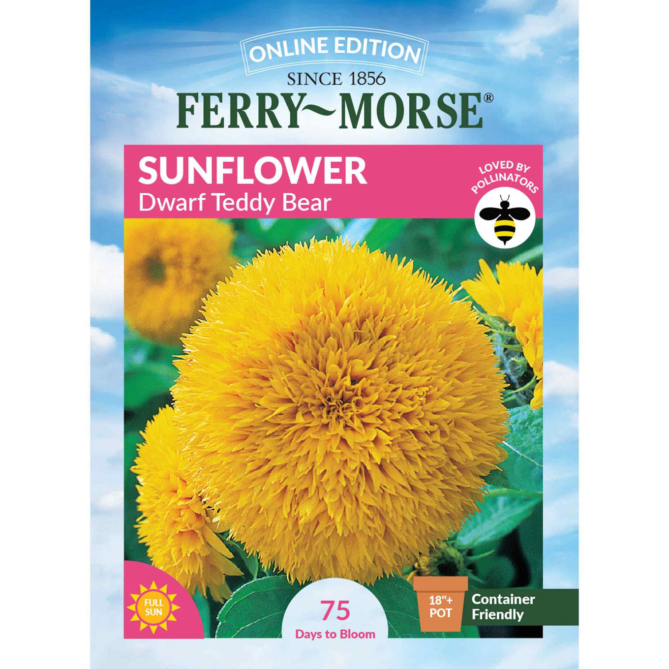 Sunflower dwarf teddy front of packaging