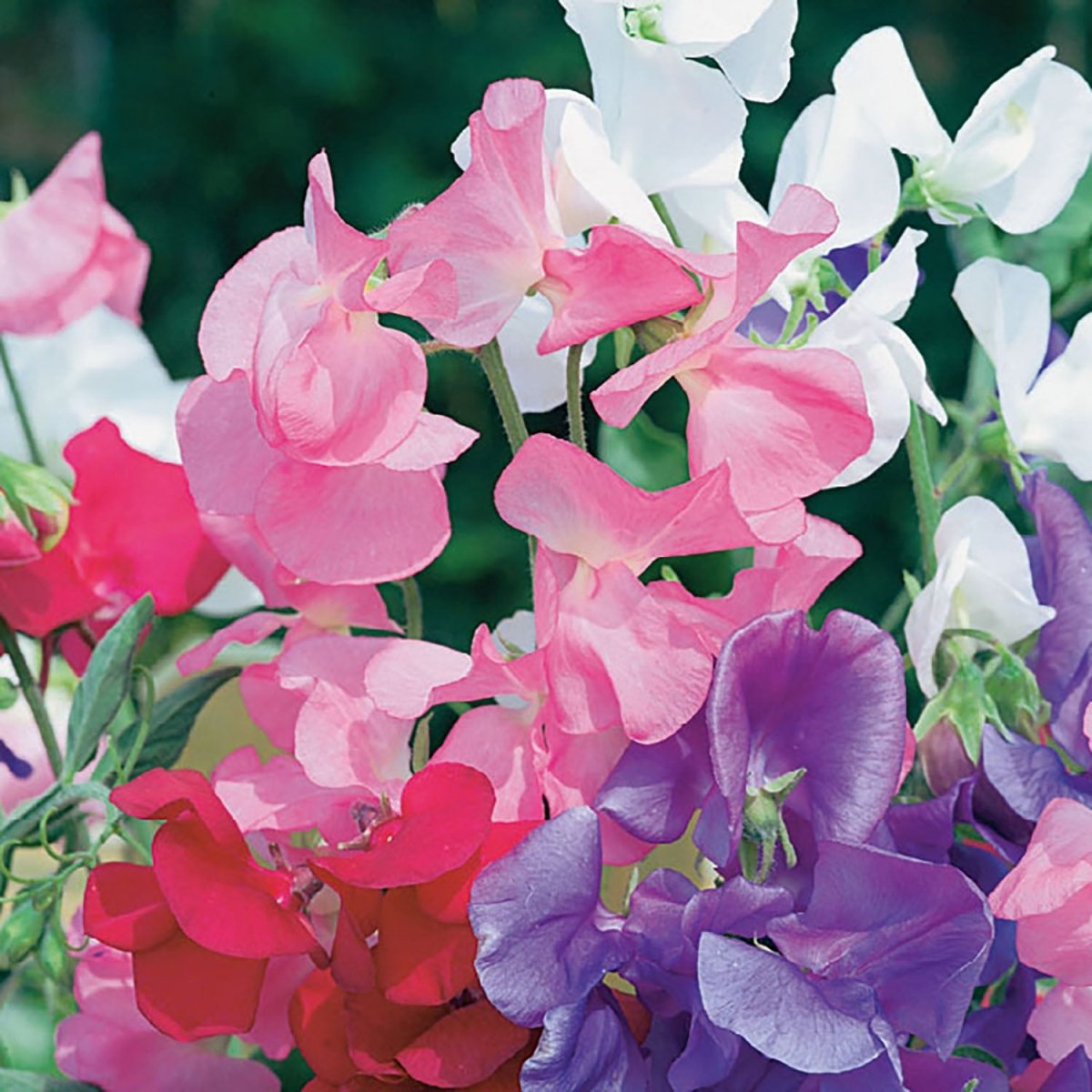 sweet pea seed planting depth Sweet Pea, Early Gigantea Seeds, 3.3g