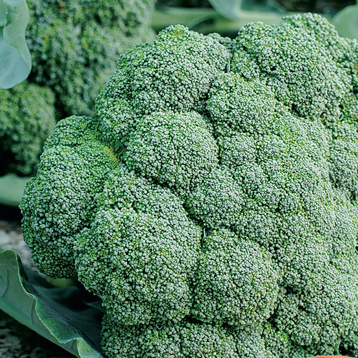 A fresh head of broccoli with deep green, tightly packed florets visible.