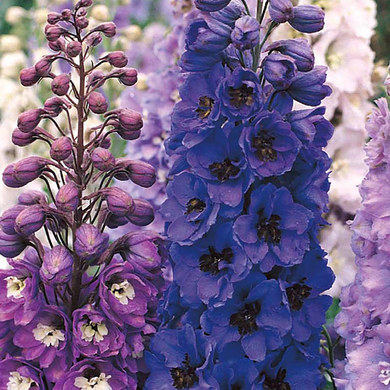 A close-up of Delphinium flowers with a mix of purple, blue, and pink colors, showcasing their tall spikes and lush petals.