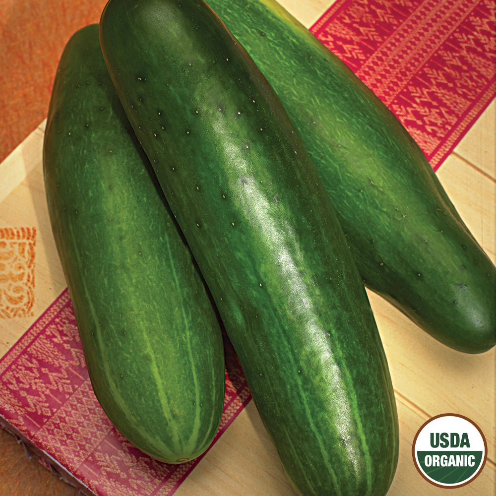 Cucumber, Bushy Organic Seeds, 1.2g - Ferry - Morse
