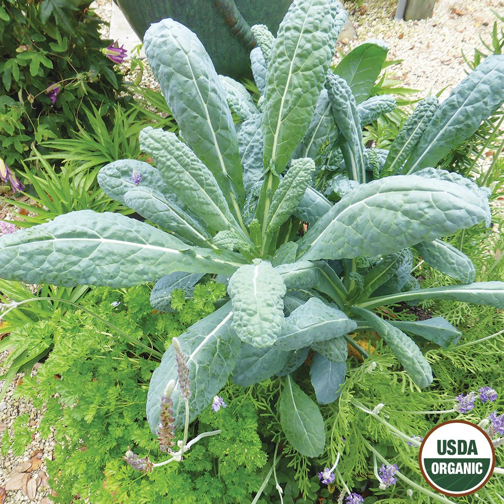 planting lacinato kale seeds Ferry-Morse Organic Kale Seeds 1.9 Gram(s)