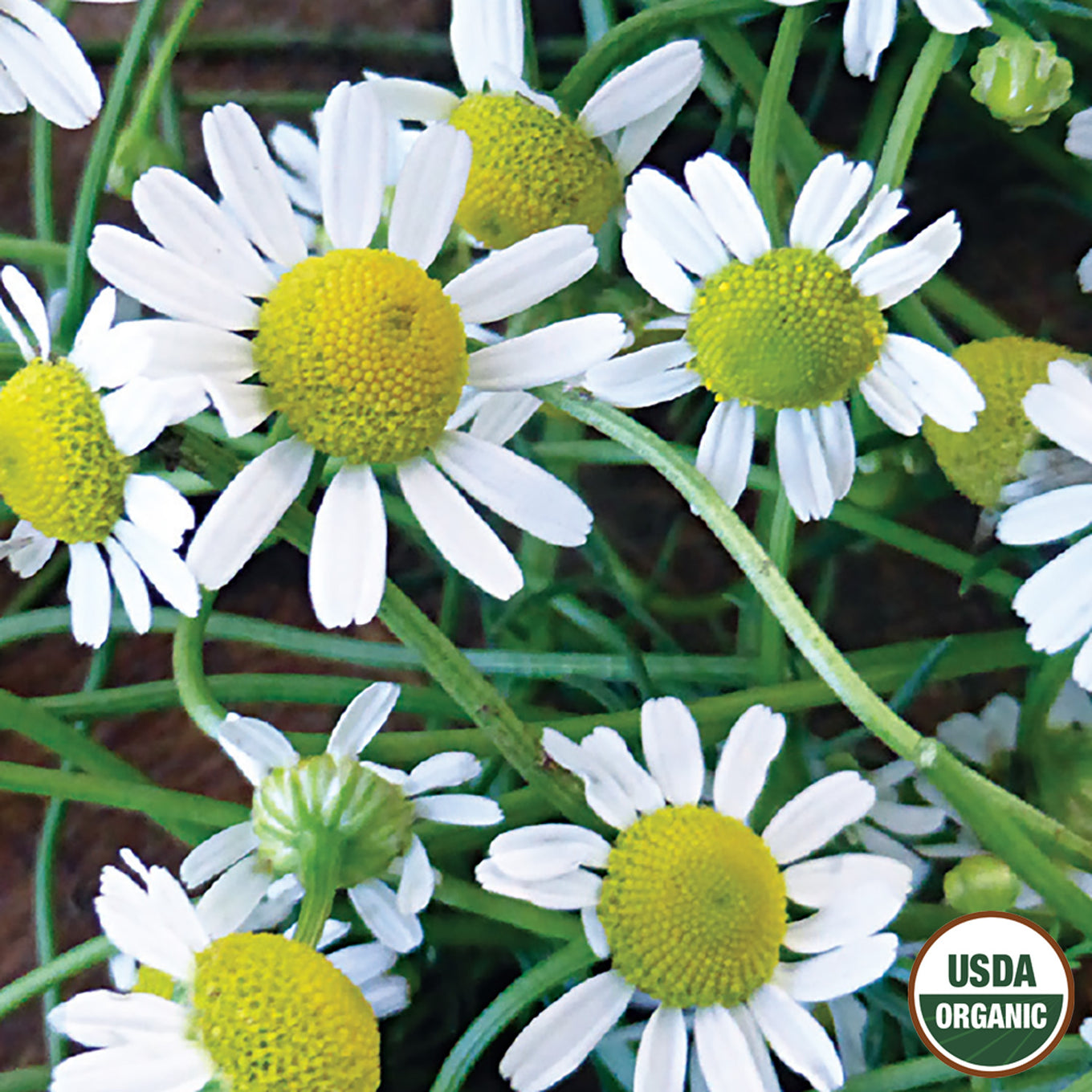 Chamomile plants with white flowers and yellow centers, marked with a USDA Organic label.