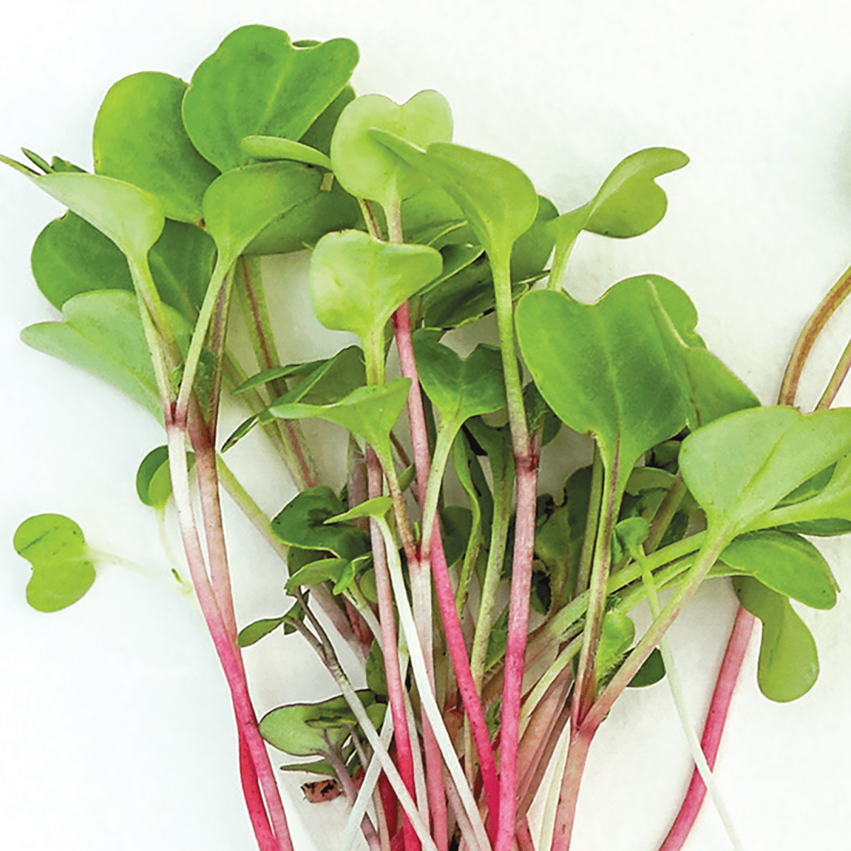 micro plant seeds Ferry-Morse Microgreens Seeds 4.5 Gram(s)