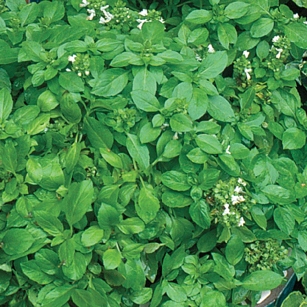 Ferry-Morse Online Edition 400mg Basil Lime Seeds, Full Sun
