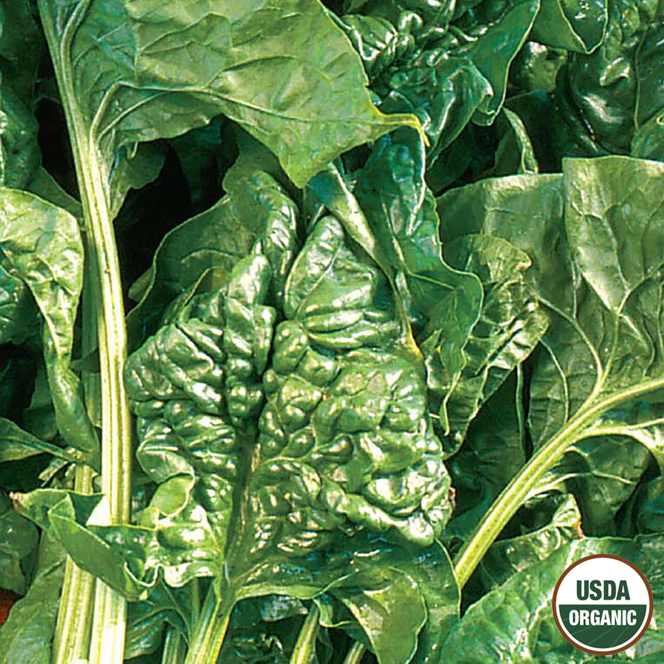 Close-up of green Giant Noble organic spinach leaves with a USDA organic label in the bottom right corner.