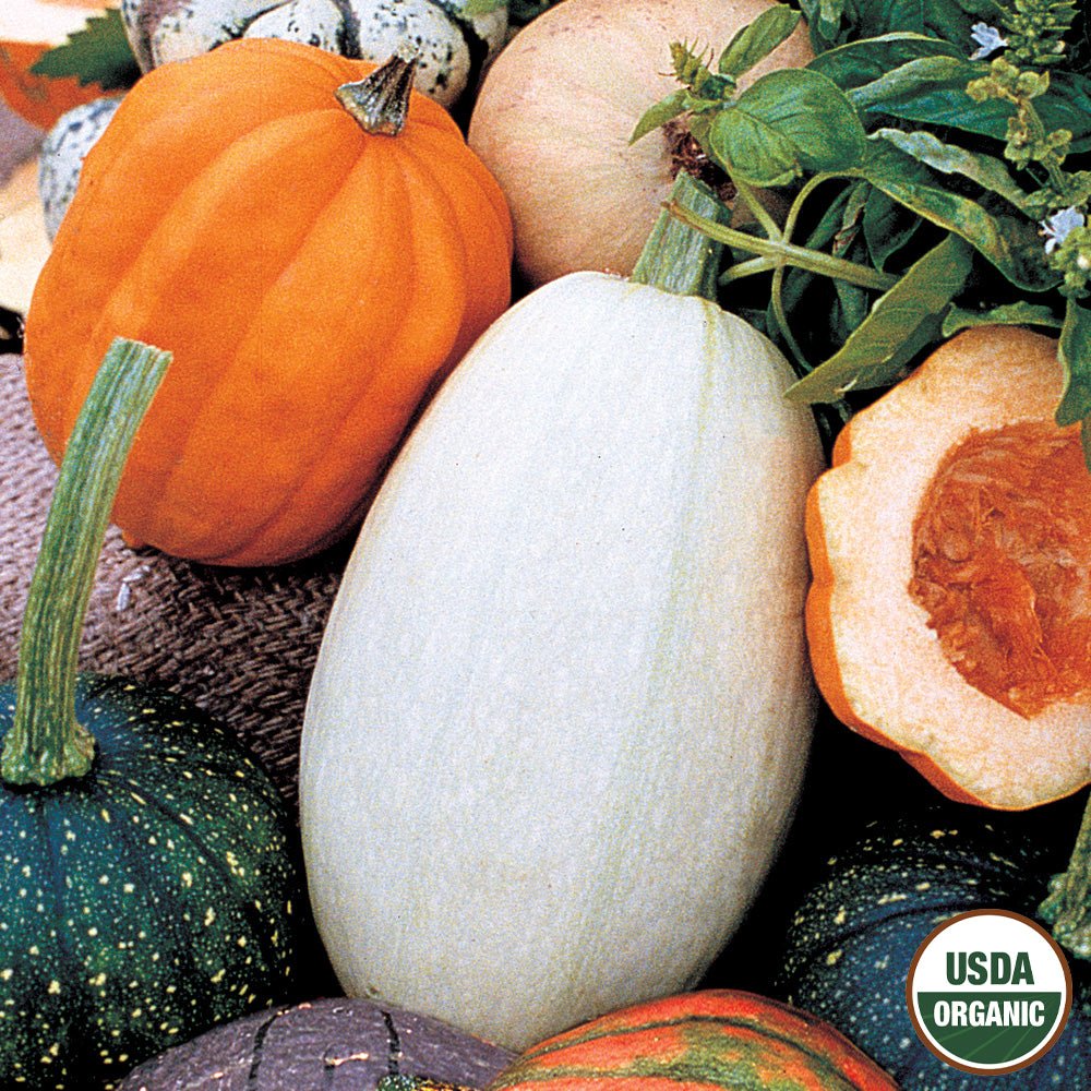 plant pumpkin seeds in fall Pumpkin, Fall Rainbow Blend Organic Seeds, 4.4g