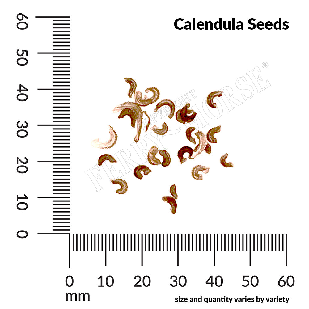 Calendula seeds with a ruler for scale on a white background
