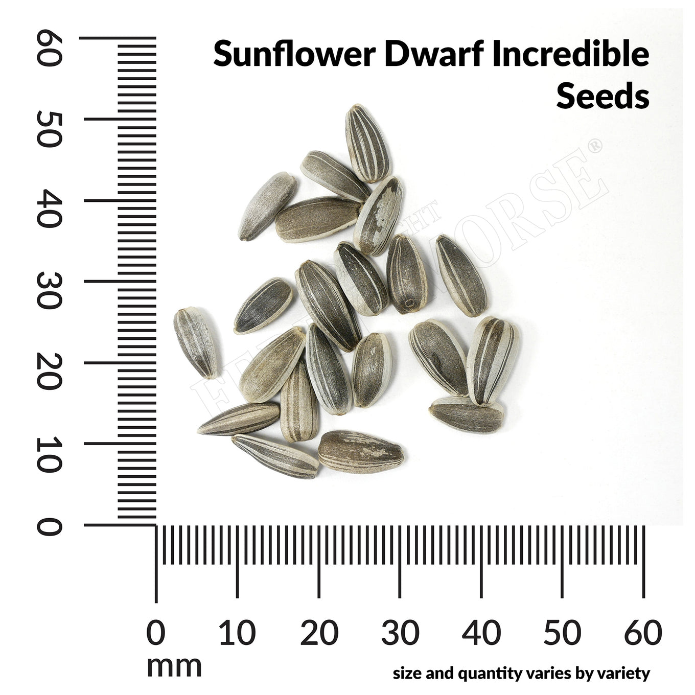 sunflower dwarf incredible seed spill and measurements