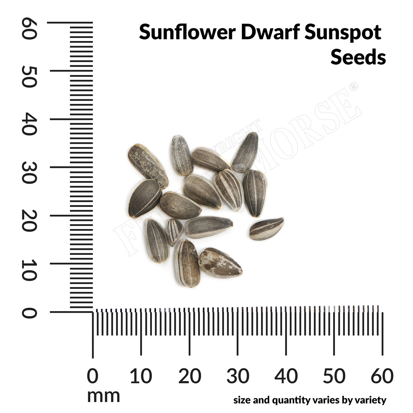 Sunflower Dwarf Sunspot seed spill and measurement