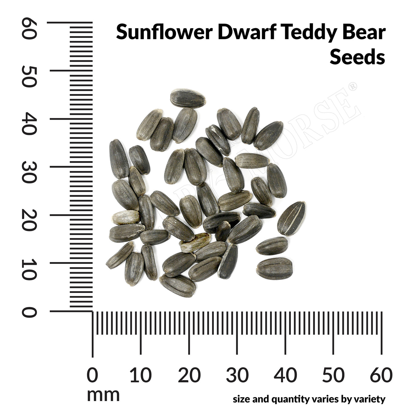 Sunflower dwarf teddy bear seed spill and measurements