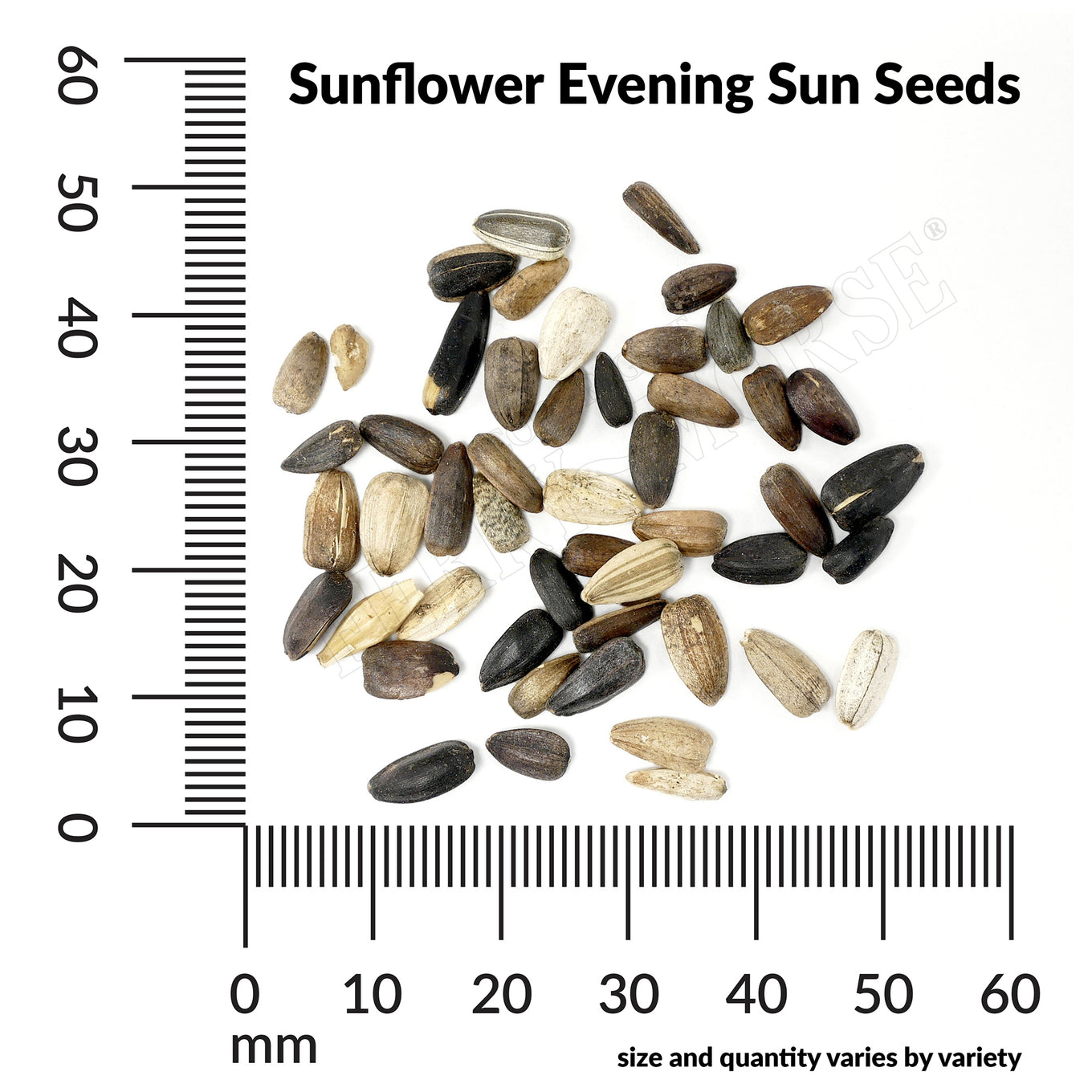 Sunflower evening sun mixed colors seed spill and measurements