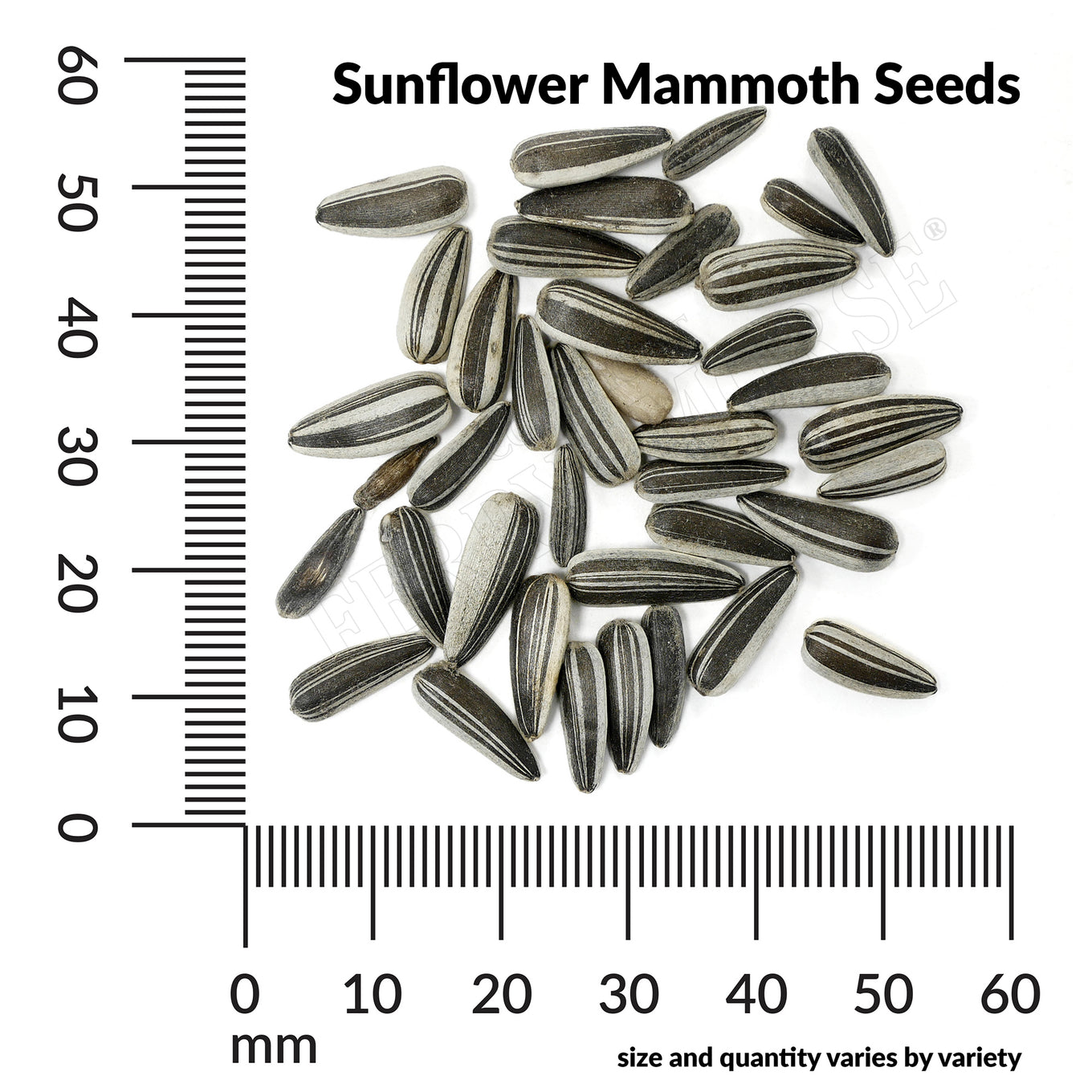 Sunflower mammoth seed spill and measurements