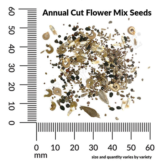 Annual Cut Flower Mix Seed Spill and measurements