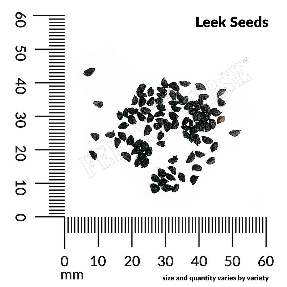 Leek, American Flag Organic Seeds