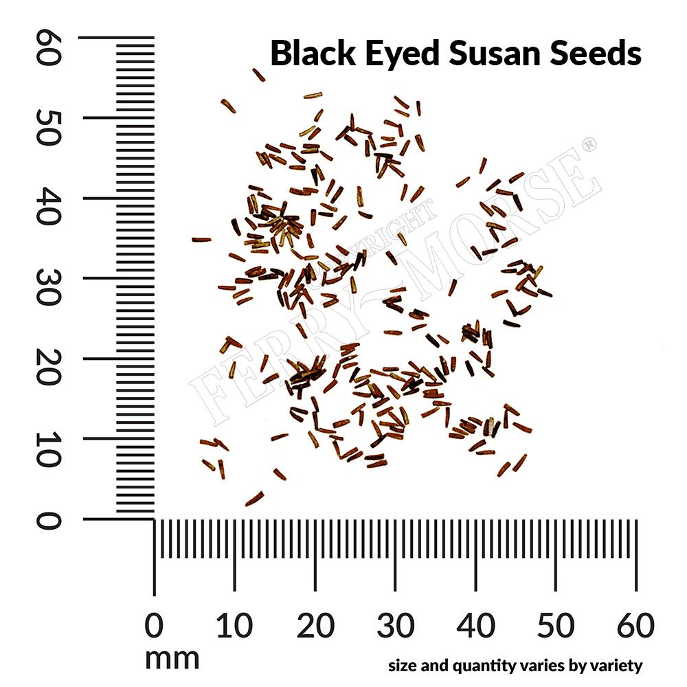 Black Eyed Susan seed spill and measurements