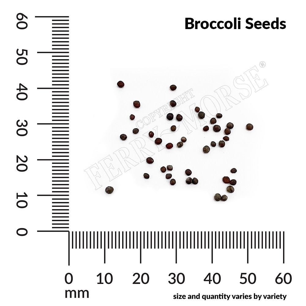 Broccoli seed spill and measurement