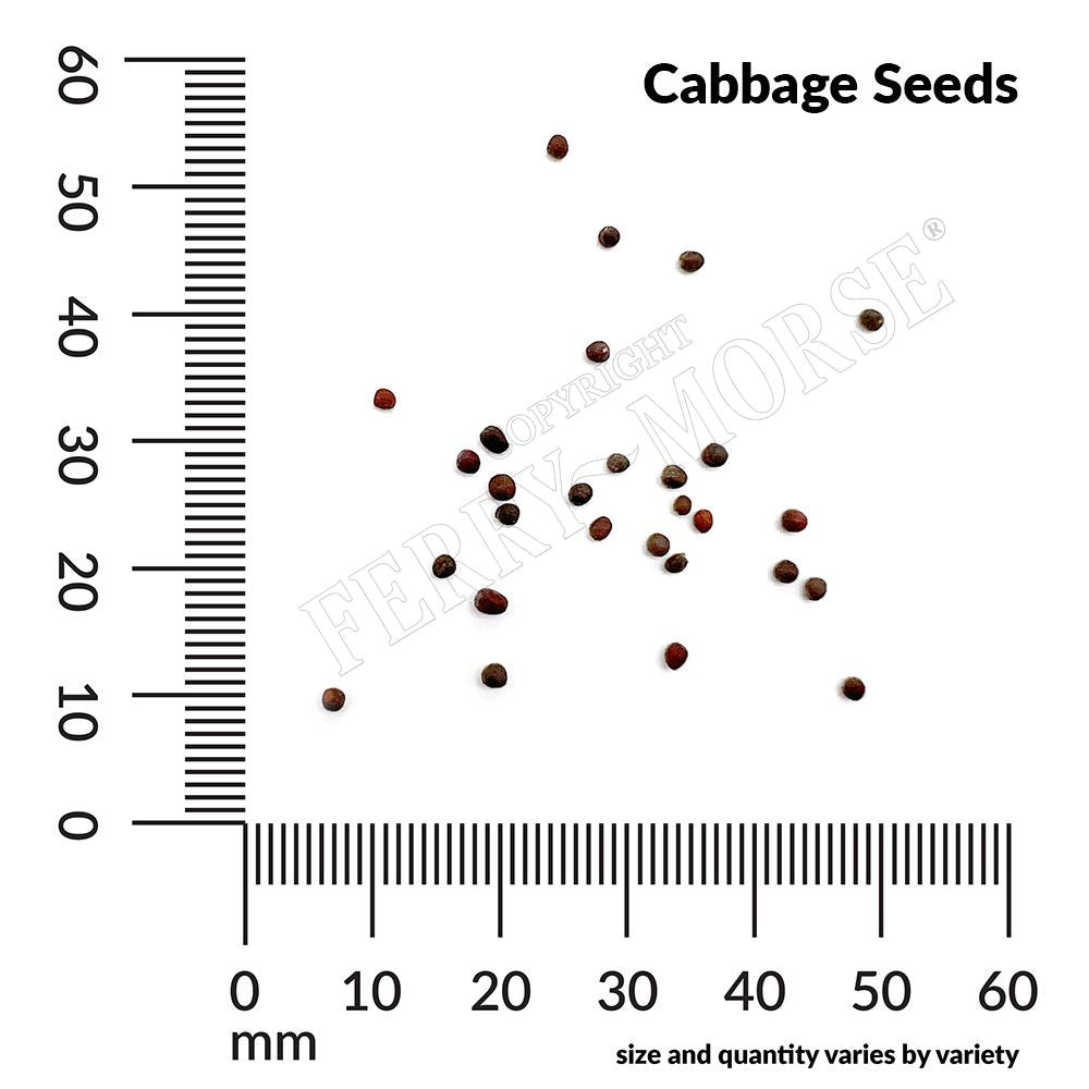 Cabbage seed spill and measurement