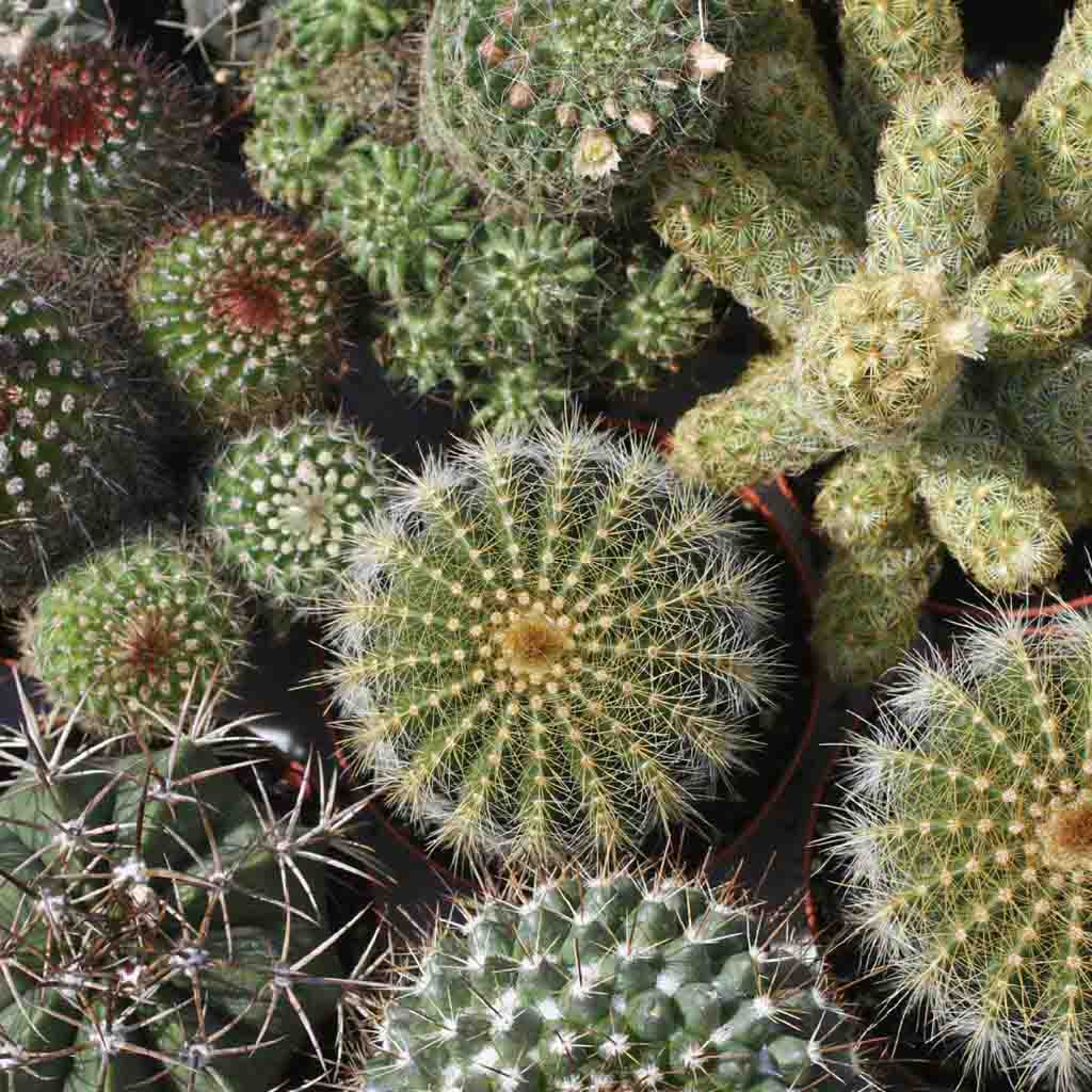A variety of cactus plants with different shapes and sizes, including spherical, barrel-shaped, and spiky varieties.