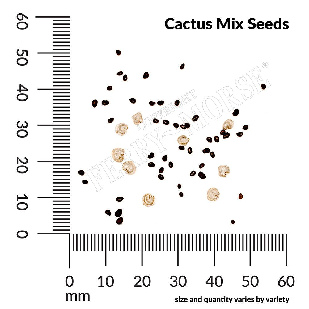 Cactus seed spill and measurements