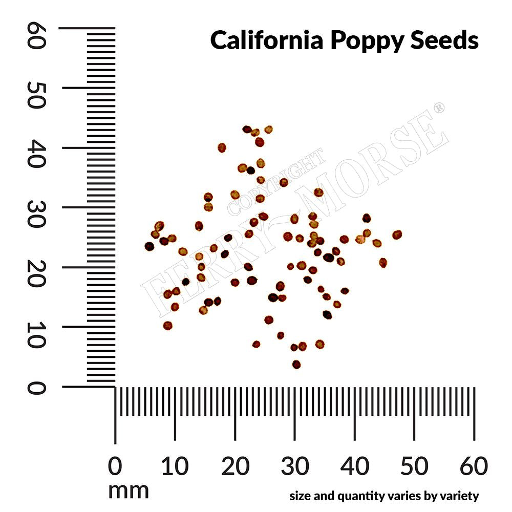 California Poppy Seeds with a ruler for size reference on a white background