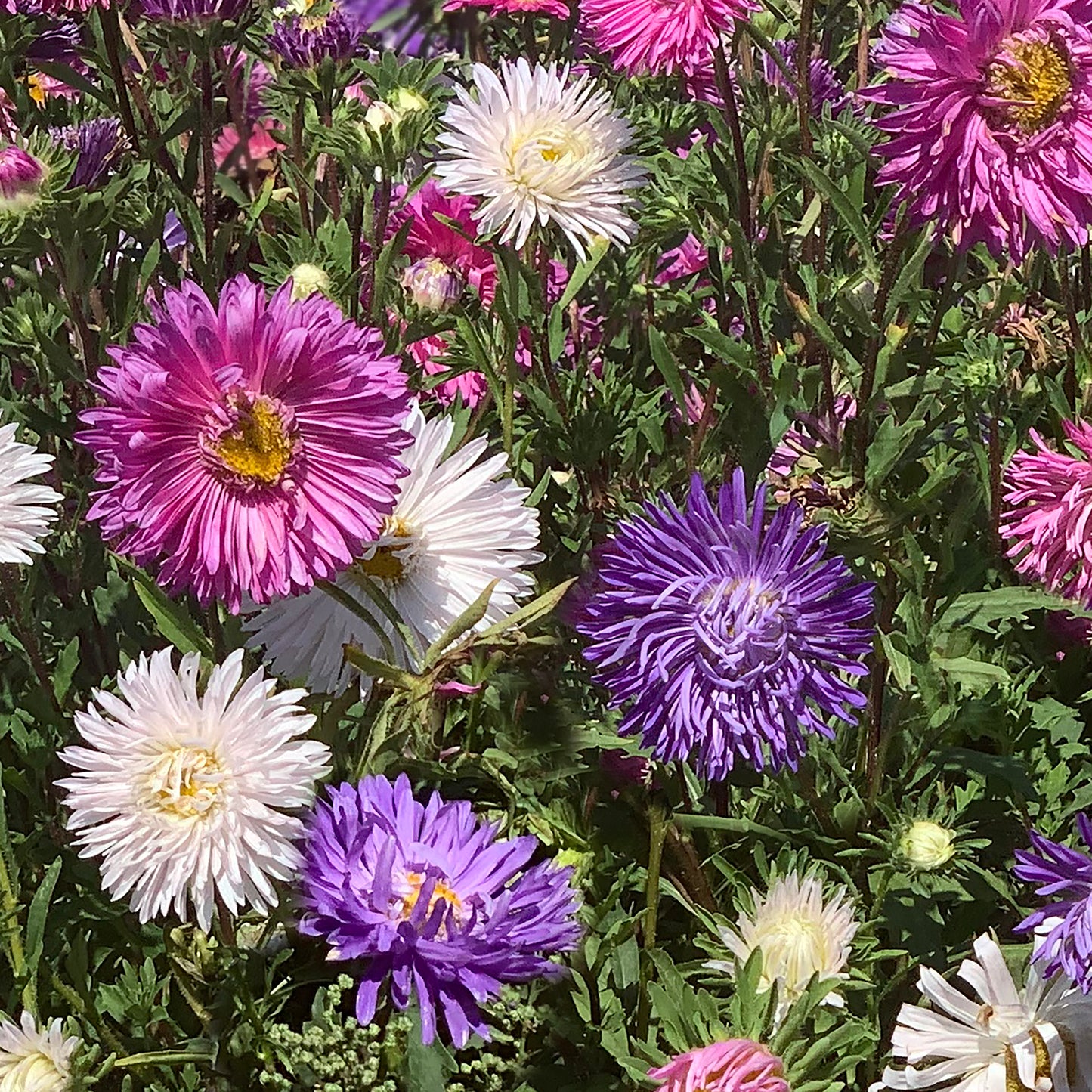 Aster, Crego Mixed Colors Seeds
