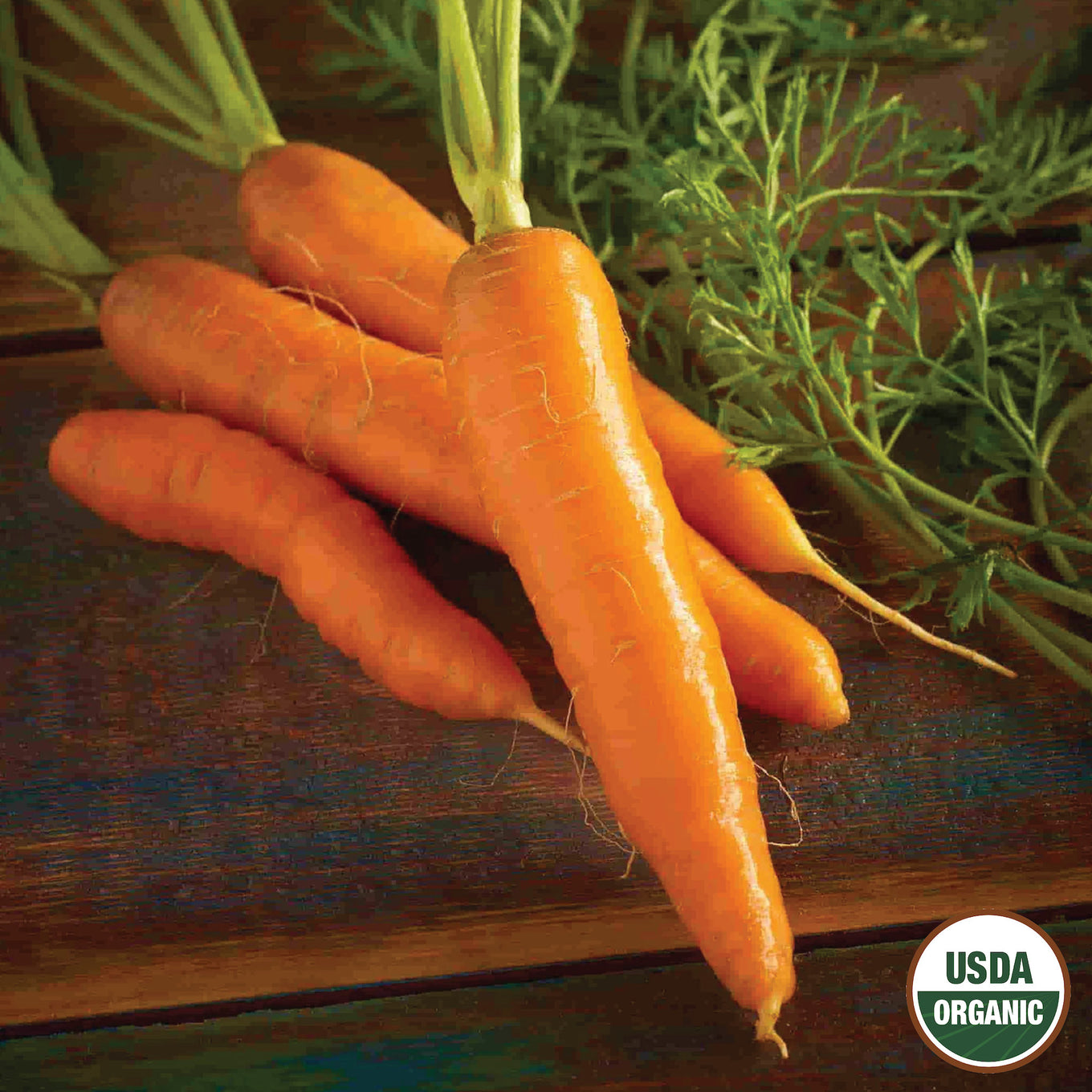 A bunch of fresh organic red cored chantenay carrots with green tops on a wooden surface.